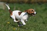 JACK RUSSEL 075